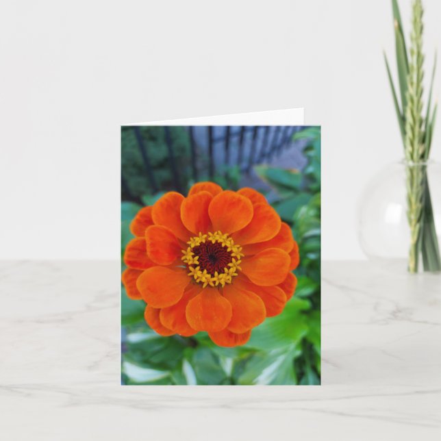 Tarjeta flor de zinnia naranja (Anverso)