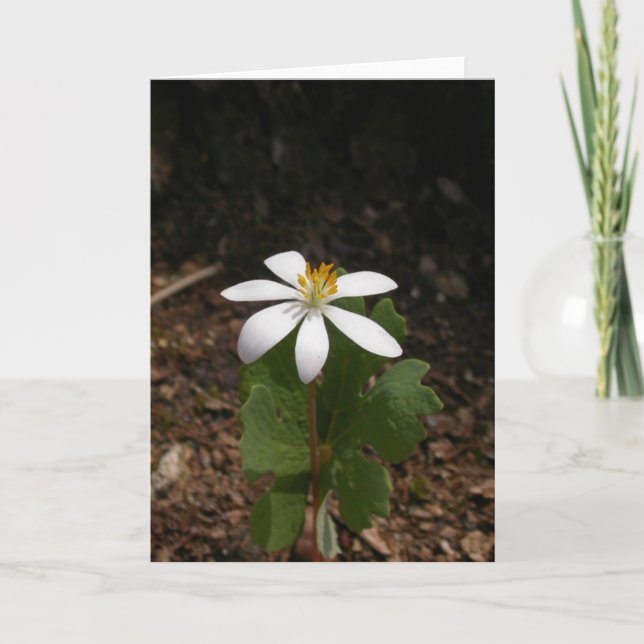 Tarjeta Flor del Bloodroot (Anverso)