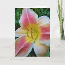 Flor del Daylily/flor/rosa y amarillo del lirio/