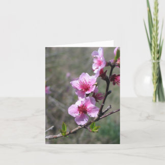 Tarjeta Flor del melocotón - modificado para requisitos