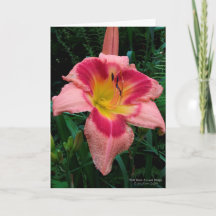 Flor diurna / Lily / Rosy Rosa Con Ojo Rojo /
