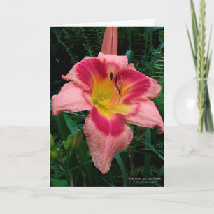 Tarjeta Flor diurna / Lily / Rosy Rosa Con Ojo Rojo /