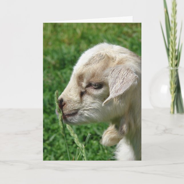 Tarjeta Flor en la Pascua del Niño de la Cabra (Anverso)