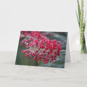 Tarjeta flor grevillea