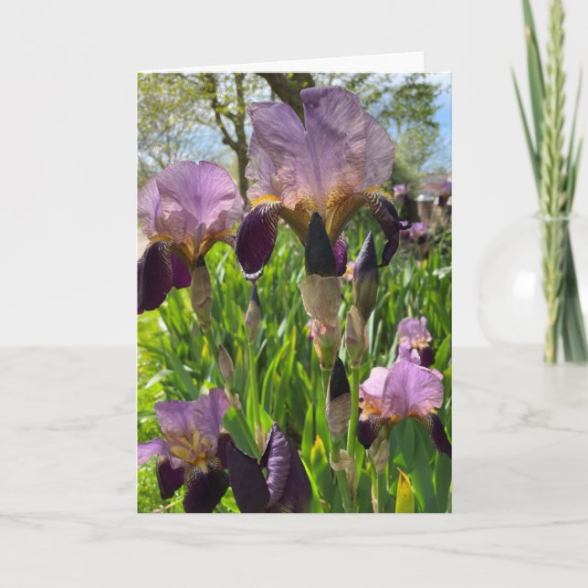 Tarjeta Flor Iris en Blanco (Anverso)