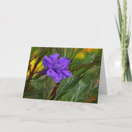Tarjeta Flor mexicana azul de la petunia (brittoniana de