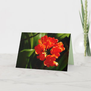 Tarjeta Flor Naranja vibrante, floral, saludo en blanco