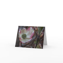 Flor Notecard del Dogwood