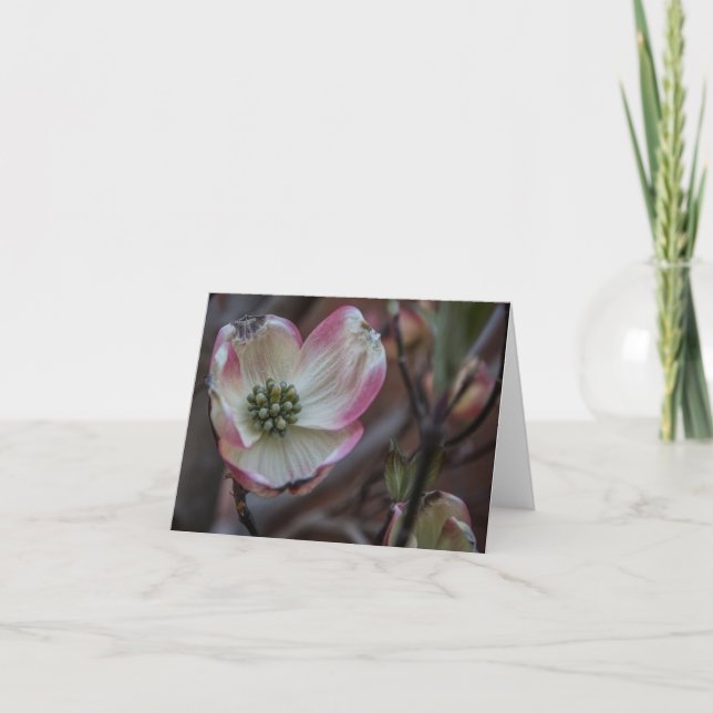 Tarjeta Flor Notecard del Dogwood (Anverso)