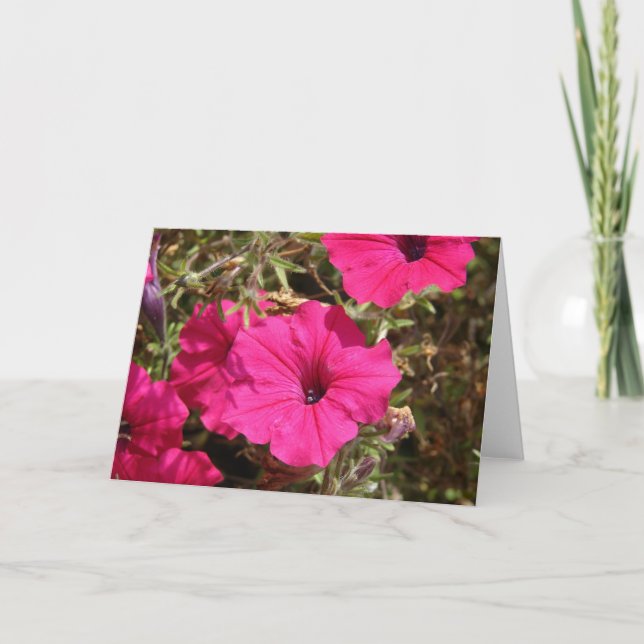 Tarjeta Flor Petunia rosa caliente (Anverso)