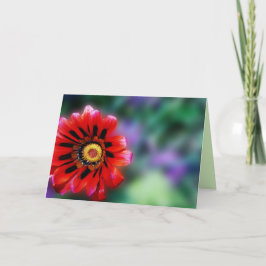 Tarjeta Flor roja vibrante Gazania Floral, saludo en blanc