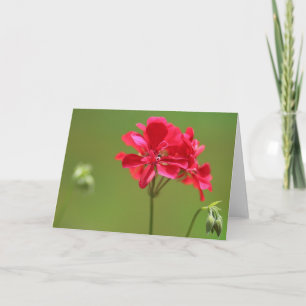 Tarjeta Flor rosa brillante de geranio foto en blanco