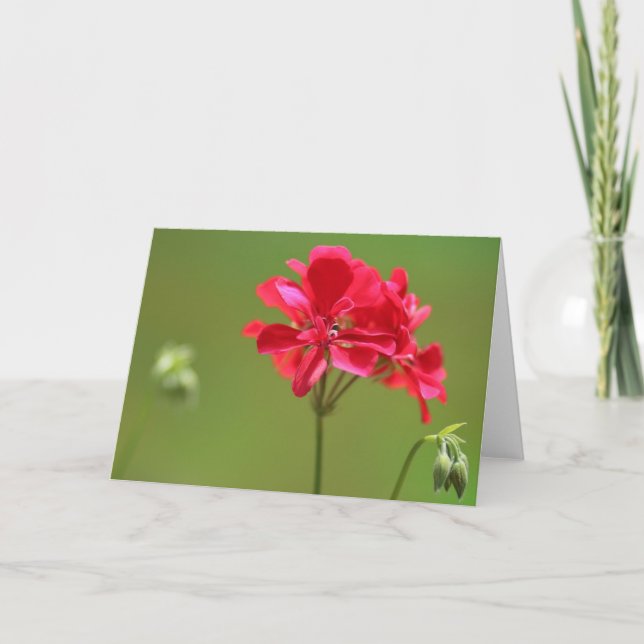 Tarjeta Flor rosa brillante de geranio foto en blanco (Anverso)