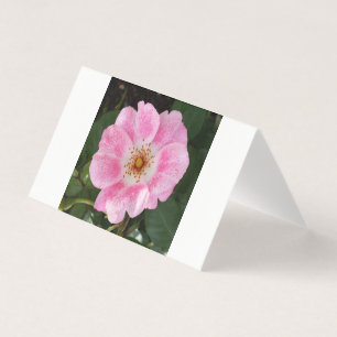 Tarjeta flor rosa en la sombra