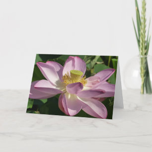 Tarjeta Flor rosa Lotus II Flor de verano