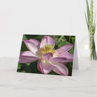 Tarjeta Flor rosa Lotus II Flor de verano