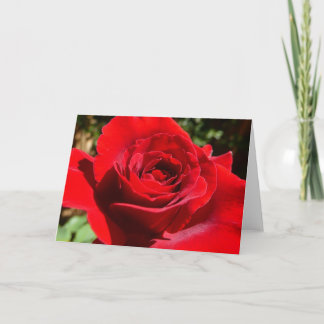 Tarjeta Flor rosa roja brillante hermosa flor