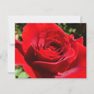 Tarjeta Flor rosa roja brillante hermosa flor