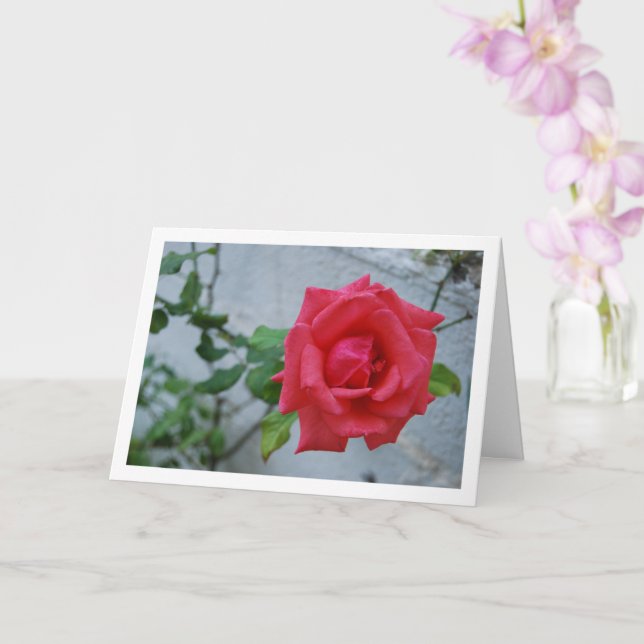 Tarjeta Flor rosa rosa contra pared blanca (Orquídea)