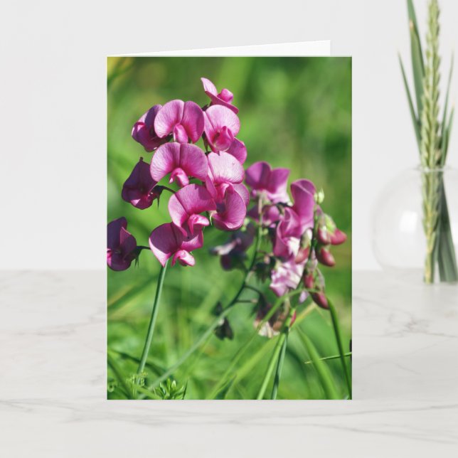 Tarjeta Flor salvaje del guisante de olor (Anverso)
