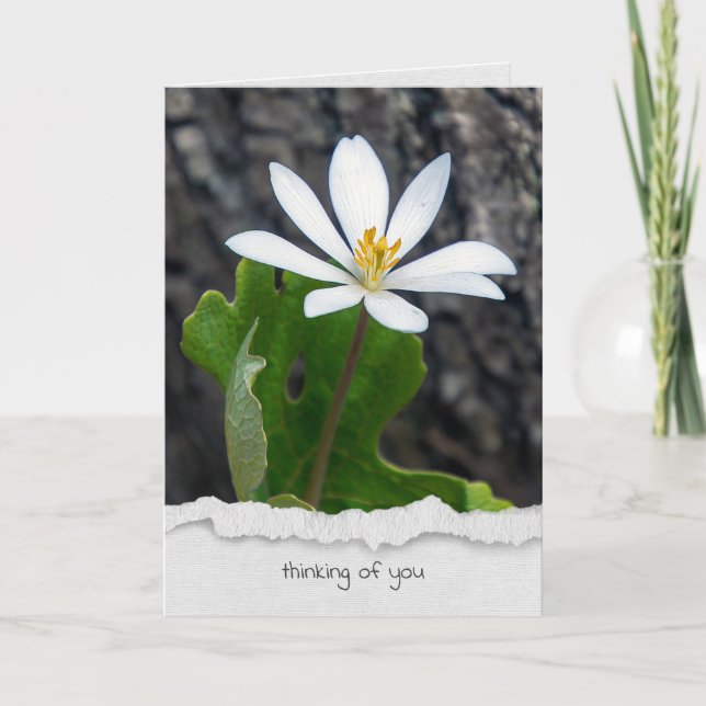Tarjeta flor silvestre de sangre pensando en ti (Anverso)