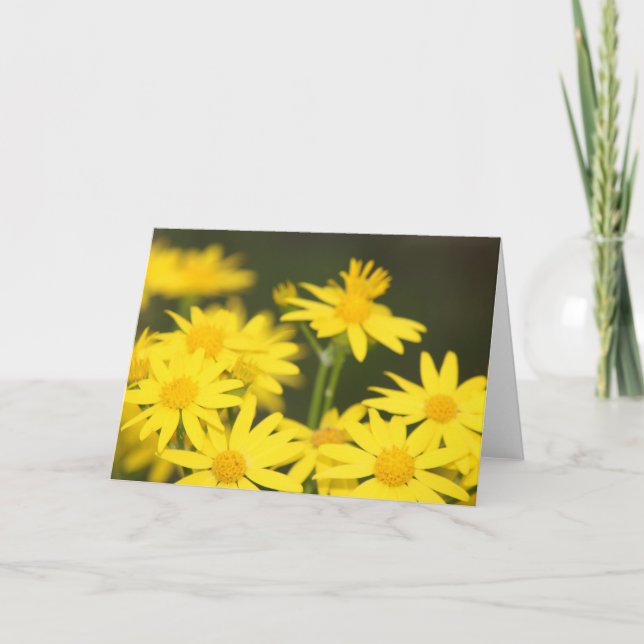 Tarjeta Flor silvestre de Texas: Ragwort dorado de primave (Anverso)