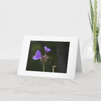Tarjeta Flor Silvestre de Tradescantia Blank