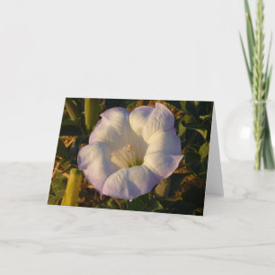 Tarjeta Flor silvestre sagrada de la flor Datura