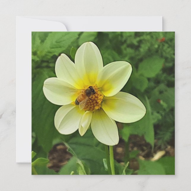 Tarjeta Flor y abeja de Dahlia (Anverso)