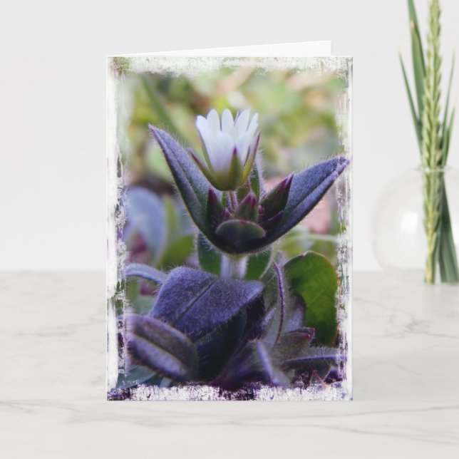 Tarjeta Floración (Anverso)