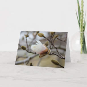 Tarjeta Floración de florecimiento de la magnolia, verso