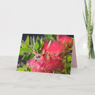 Tarjeta floral de Flor australiana Red Bottlebrush