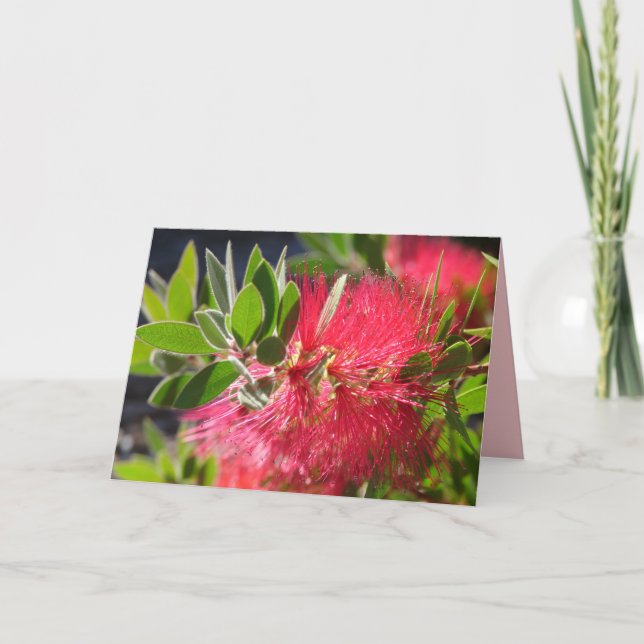 Tarjeta floral de Flor australiana Red Bottlebrush (Anverso)