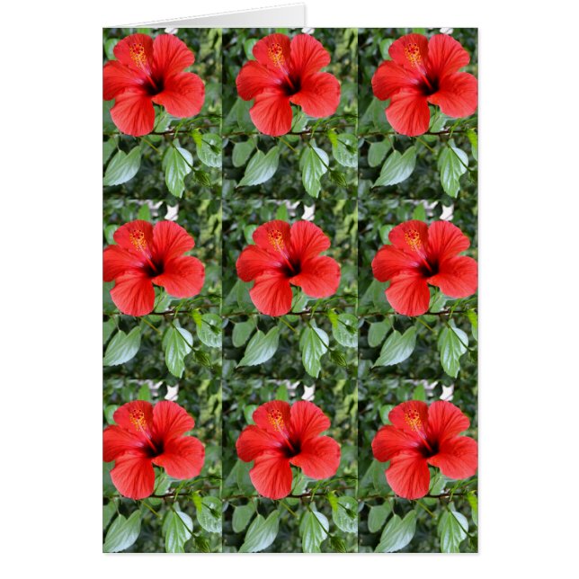 Tarjeta floral de Hibiscus (Frente)