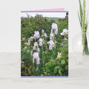 Tarjeta floral de Iris Morado de Jardín de Campo