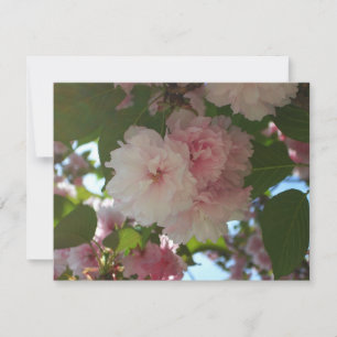 Tarjeta Floral de primavera del árbol de cerezo doble flor