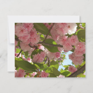 Tarjeta Floral de primavera del árbol de cerezo III con do