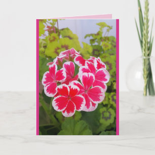 Tarjeta floral Geranium Pelargonium Flower Garden