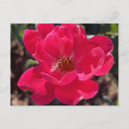 tarjeta floral roja de greyforaday