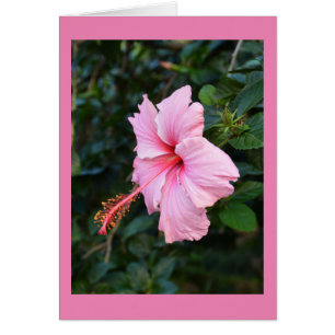 Tarjeta floral rosa Hibiscus