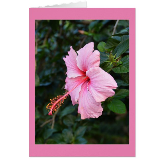Tarjeta floral rosa Hibiscus (Frente)