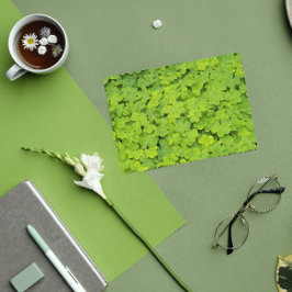 Tarjeta Floral verde de Shamrock St Patrick's Day