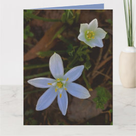 Tarjeta florecer en blanco