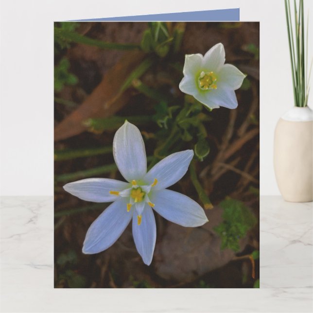 Tarjeta florecer en blanco (Anverso)