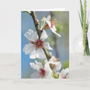 Tarjeta Florecimiento de almendra