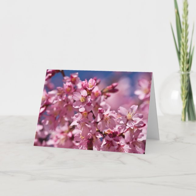 Tarjeta Florecimiento de cerezo sakura besado por la luz d (Anverso)