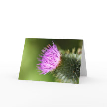 Florecimiento doble de cerezo rosa en primavera de