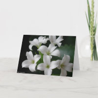 Flores blancas