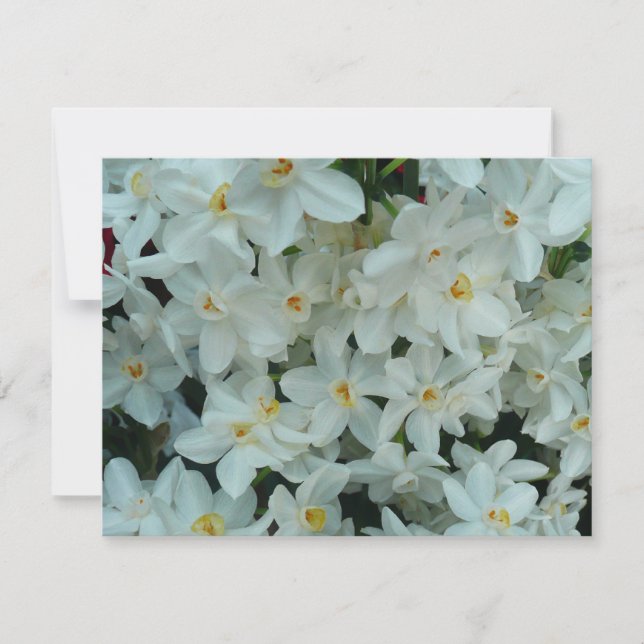 Tarjeta Flores blancas de arcissus paperblancas (Anverso)