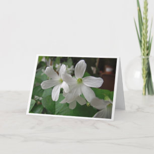 Tarjeta Flores blancas de trébol florecido en blanco por d